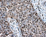 CYP1A2 Antibody in Immunohistochemistry (Paraffin) (IHC (P))