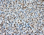 CYP1A2 Antibody in Immunohistochemistry (Paraffin) (IHC (P))