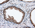 CYP1A2 Antibody in Immunohistochemistry (Paraffin) (IHC (P))