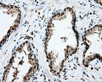 CYP1A2 Antibody in Immunohistochemistry (Paraffin) (IHC (P))