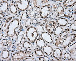 CYP1A2 Antibody in Immunohistochemistry (Paraffin) (IHC (P))