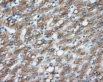 CYP1A2 Antibody in Immunohistochemistry (Paraffin) (IHC (P))