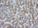 CYP1A2 Antibody in Immunohistochemistry (Paraffin) (IHC (P))