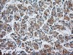 CYP1A2 Antibody in Immunohistochemistry (Paraffin) (IHC (P))