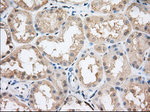 CYP1A2 Antibody in Immunohistochemistry (Paraffin) (IHC (P))