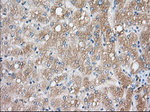 CYP1A2 Antibody in Immunohistochemistry (Paraffin) (IHC (P))