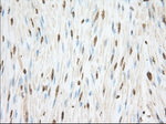 CYP1A2 Antibody in Immunohistochemistry (Paraffin) (IHC (P))