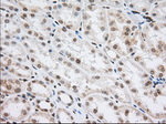 CYP1A2 Antibody in Immunohistochemistry (Paraffin) (IHC (P))