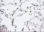 CYP1A2 Antibody in Immunohistochemistry (Paraffin) (IHC (P))