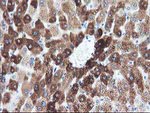 CYP1A2 Antibody in Immunohistochemistry (Paraffin) (IHC (P))