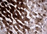 CYP1A2 Antibody in Immunohistochemistry (Paraffin) (IHC (P))