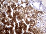 CYP1A2 Antibody in Immunohistochemistry (Paraffin) (IHC (P))