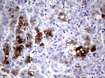 CYP1A2 Antibody in Immunohistochemistry (Paraffin) (IHC (P))