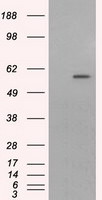 CYP1A2 Antibody in Western Blot (WB)