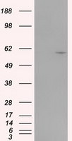 CYP1A2 Antibody in Western Blot (WB)