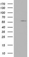 CYP1A2 Antibody in Western Blot (WB)