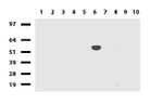 CYP1A2 Antibody in Western Blot (WB)