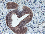 CYP2A6 Antibody in Immunohistochemistry (Paraffin) (IHC (P))