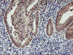 CYP2A6 Antibody in Immunohistochemistry (Paraffin) (IHC (P))