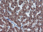 CYP2A6 Antibody in Immunohistochemistry (Paraffin) (IHC (P))