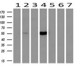 CYP2A6 Antibody in Western Blot (WB)