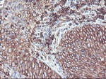 CYP2B6 Antibody in Immunohistochemistry (Paraffin) (IHC (P))