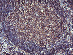 CYP2B6 Antibody in Immunohistochemistry (Paraffin) (IHC (P))