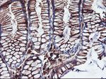 CYP2B6 Antibody in Immunohistochemistry (Paraffin) (IHC (P))