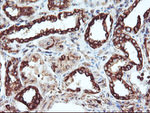 CYP2B6 Antibody in Immunohistochemistry (Paraffin) (IHC (P))