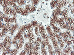 CYP2B6 Antibody in Immunohistochemistry (Paraffin) (IHC (P))