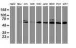 CYP2B6 Antibody in Western Blot (WB)