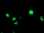 CYP2C9 Antibody in Immunocytochemistry (ICC/IF)