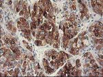 CYP2C9 Antibody in Immunohistochemistry (Paraffin) (IHC (P))