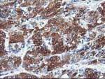 CYP2C9 Antibody in Immunohistochemistry (Paraffin) (IHC (P))