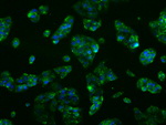 CYP2E1 Antibody in Immunocytochemistry (ICC/IF)