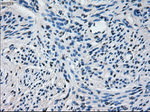 CYP2E1 Antibody in Immunohistochemistry (Paraffin) (IHC (P))