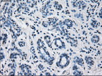 CYP2E1 Antibody in Immunohistochemistry (Paraffin) (IHC (P))