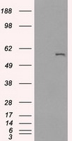 CYP2E1 Antibody in Western Blot (WB)