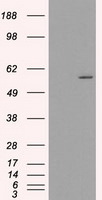 CYP2E1 Antibody in Western Blot (WB)