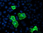 CYP2J2 Antibody in Immunocytochemistry (ICC/IF)