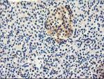 CYP2J2 Antibody in Immunohistochemistry (Paraffin) (IHC (P))