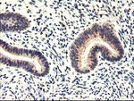 CYP2J2 Antibody in Immunohistochemistry (Paraffin) (IHC (P))