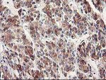 CYP2J2 Antibody in Immunohistochemistry (Paraffin) (IHC (P))