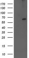 CYP2J2 Antibody in Western Blot (WB)