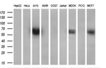 CYP2J2 Antibody in Western Blot (WB)