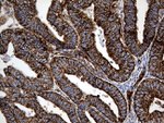 CYP7B1 Antibody in Immunohistochemistry (Paraffin) (IHC (P))