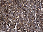 CYP7B1 Antibody in Immunohistochemistry (Paraffin) (IHC (P))