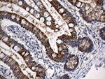 CYP7B1 Antibody in Immunohistochemistry (Paraffin) (IHC (P))