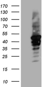 CYTH4 Antibody in Western Blot (WB)