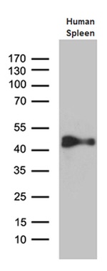 CYTH4 Antibody in Western Blot (WB)